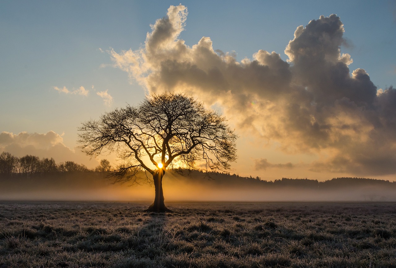 Tree in front of sunset